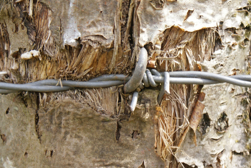Barbed Wire
